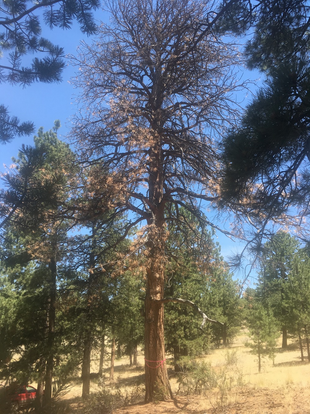 photo of beetle-killed tree